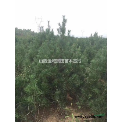 50公分連翹價(jià)格60公分連翹價(jià)格80公分連翹價(jià)格供應(yīng)山西地區(qū)