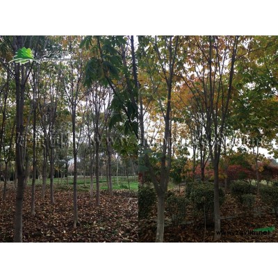 紫丁香價格_紫丁香圖片_紫丁香產地_紫丁香綠化苗木苗圃基地