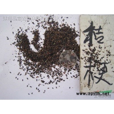 紅瑞木、紅瑞木沭陽種植基地、紅瑞木小苗