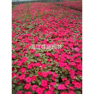出售丁香花