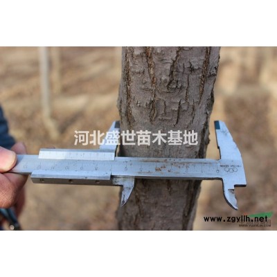河北盛世苗木基地專業種植河北*好的紅瑞木