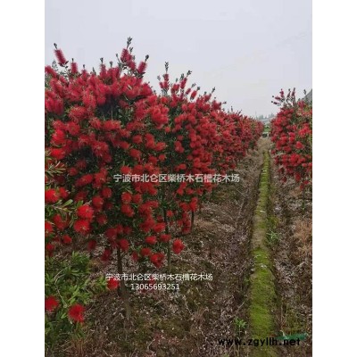 寧波北侖紅千層澳洲硬枝批發(fā)基地
