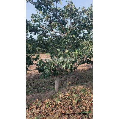 雨季種植連翹苗 2年連翹苗 連翹苗價(jià)格 山西2年連翹苗