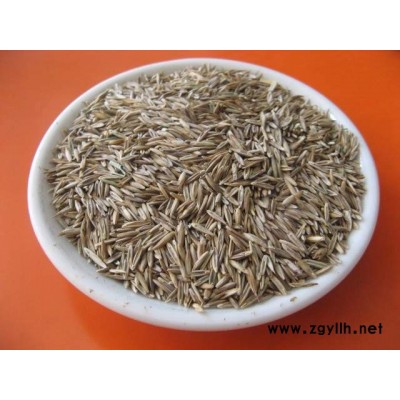 大量出售 花葉連翹小苗 金葉連翹杯苗 金邊連翹 園林綠化工程苗 街道城市布*景觀苗木 適應(yīng)性強(qiáng) 庫存