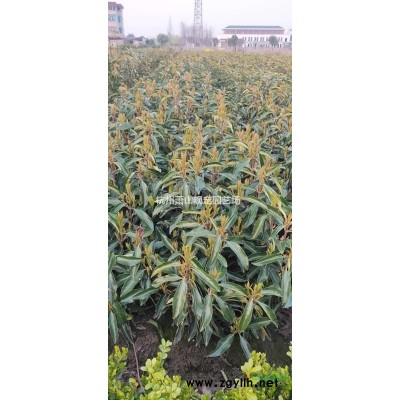 蕭山供應：紅王子：花葉綿帶地苗：小杯苗：毛球工程苗