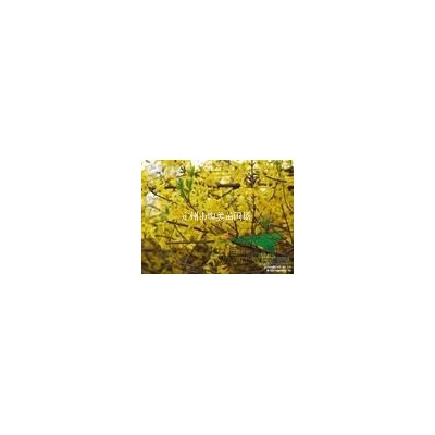 連翹 東北連翹 華北連翹 金鐘連翹 直立連翹 連翹苗 連翹籽