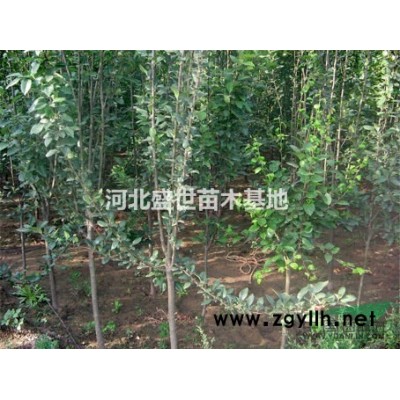 河北*好的連翹供應商 連翹種植基地