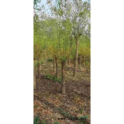 18公分刺槐自家苗圃質(zhì)優(yōu)價廉