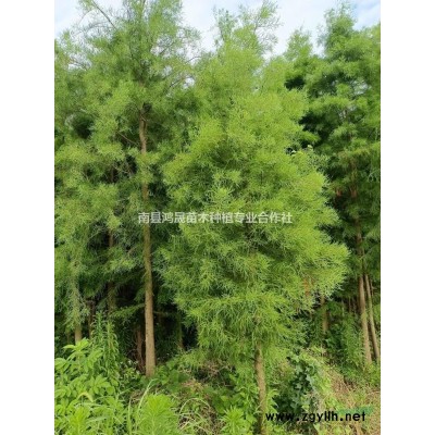 垂柳小苗垂柳樹苗垂柳價格垂柳種子南縣鴻晟苗木垂柳批發垂柳基地