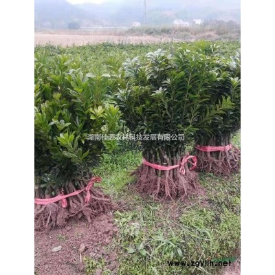 柚子樹1～25公分綠化工程苗批發(fā)