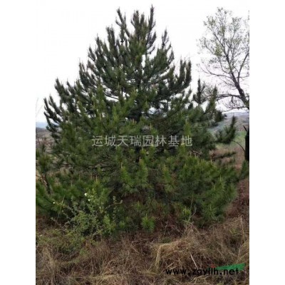 連翹苗，連翹苗價格=藥用連翹=1年苗連翹苗2年連翹苗價格？