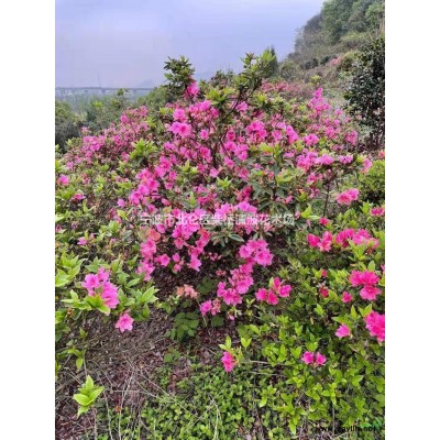 供應杜鵑 杜鵑供應商 杜鵑產(chǎn)地 杜鵑綠化苗木苗圃基地