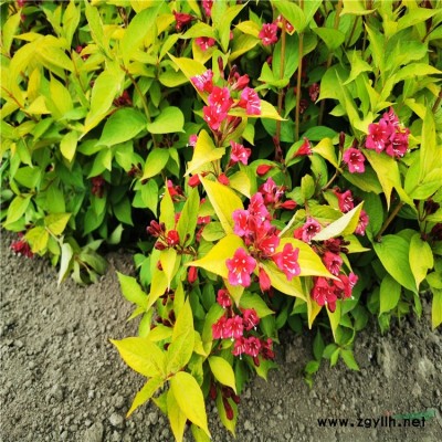 剪股穎草坪草皮 公園綠地高質(zhì)量草坪草皮 高爾夫保齡球道草坪 學(xué)校操場工程綠化類草坪價格