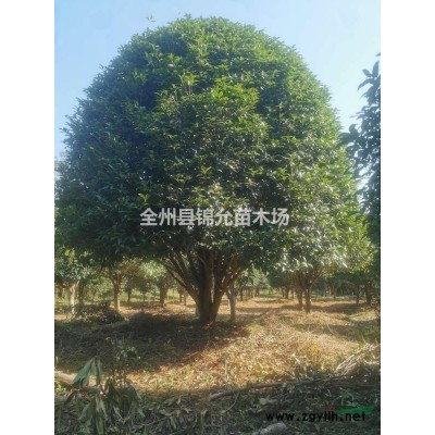 廣西桂花樹