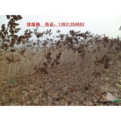 金葉連翹供應/金葉連翹圖片