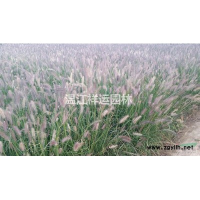 樸樹(shù)