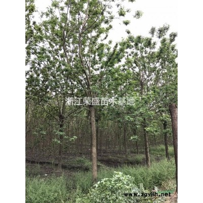 精品大櫸樹 浙江精品櫸樹行情報(bào)價(jià)/精品大櫸樹 浙江精品櫸樹圖片展示