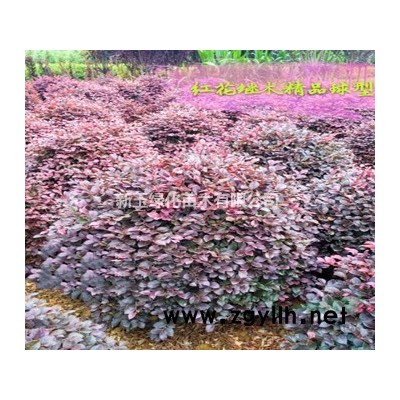 紅花繼木造型，云層造型，云片飽滿，精品造型，個人苗圃地直銷！