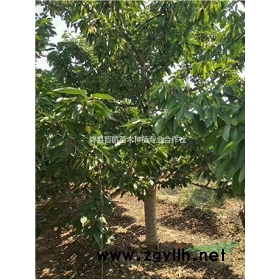 紅寶石海棠-5公分紅寶石海棠-6公分紅寶石海棠，北美海棠