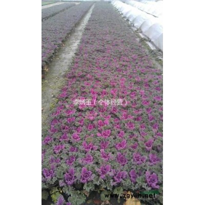 哪里有1.5米的紅花繼木球.紅花檵木球冠幅1.5米價格多少