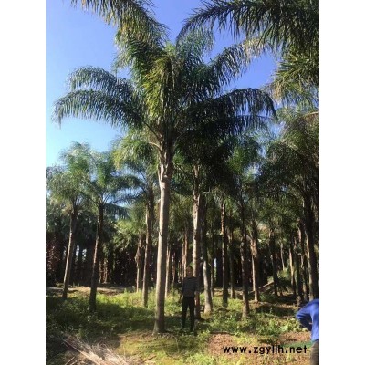 銀海棗 銀海棗產(chǎn)地農(nóng)戶直接批發(fā) 歡迎來電咨詢