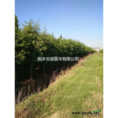 精品落羽杉、落羽杉一*苗