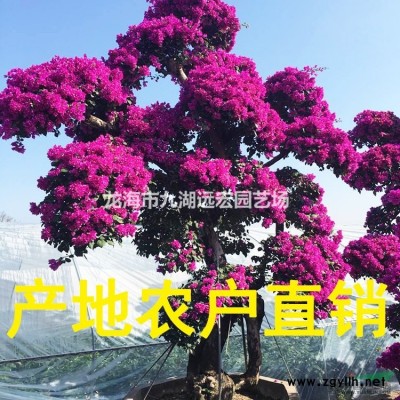 福建老人葵 千畝老人葵產(chǎn)地農(nóng)戶直接報(bào)價(jià) 物美價(jià)廉