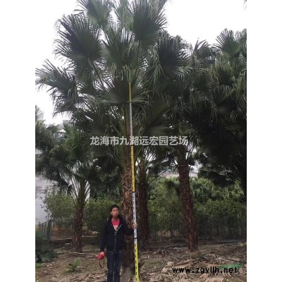 千畝蒲葵 高桿蒲葵1m-10m農(nóng)戶基地直銷，蒲葵規(guī)格*