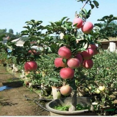 矮化蘋果盆栽果樹盆景帶花帶果果樹苗