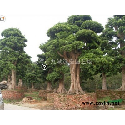 三角梅價格，三角梅樁報價，千畝三角梅基地直銷