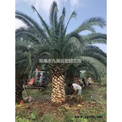 狐尾椰子價格，千畝狐尾椰子農戶直銷