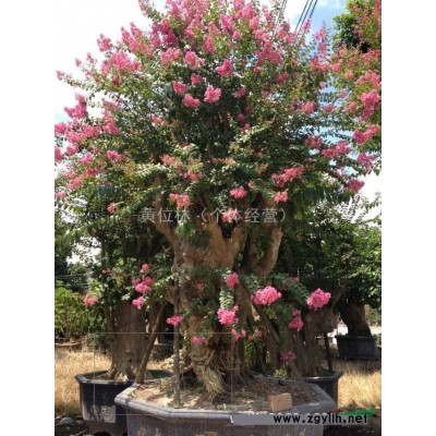 福建美麗針葵報價，農戶處理美麗針葵桿高1米到3米
