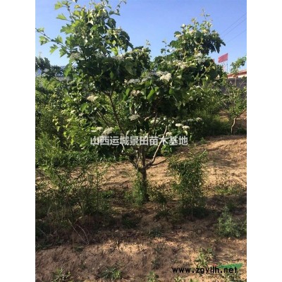 2年生鈣果苗批發價格是多少錢？2年鈣果苗種植產地詳情