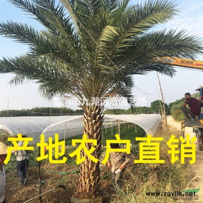 銀海棗 福建大型銀海棗基地農(nóng)戶直接批發(fā)價(jià) 物美價(jià)廉