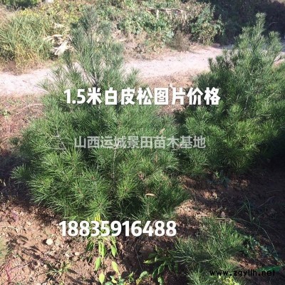 哪里有山桃？山桃哪里多？8公分10公分山桃哪里有賣的？