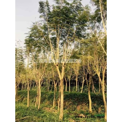 福建紅花三角梅報價，紫花三角梅報價，農戶基地直銷，質量保證