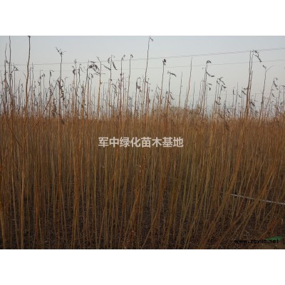 造型女貞基地/造型女貞價格/造型女貞圖片/造型女貞產地