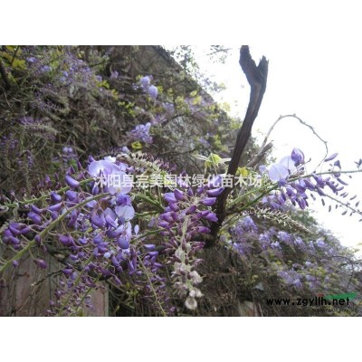 供應睡蓮_荷花
