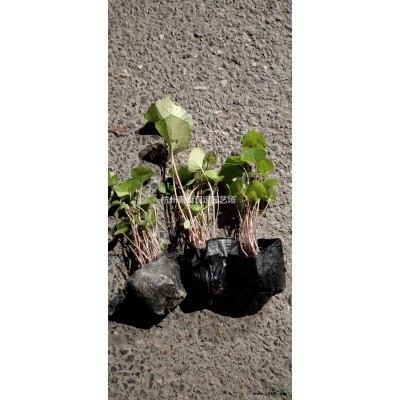 水生植物千屈菜、再力花、梭魚草