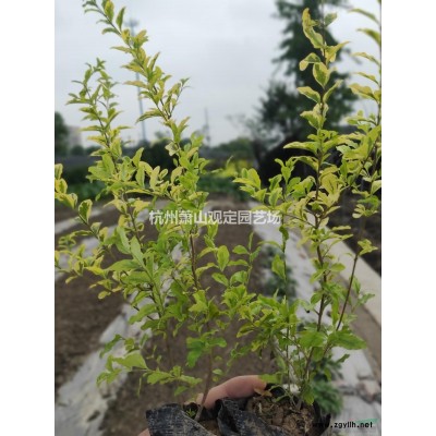 地被類花葉燕麥草、金娃娃萱草、金葉苔草