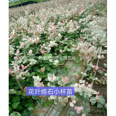 熊掌木行情報價\熊掌木