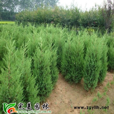 供應水生植物蘆葦