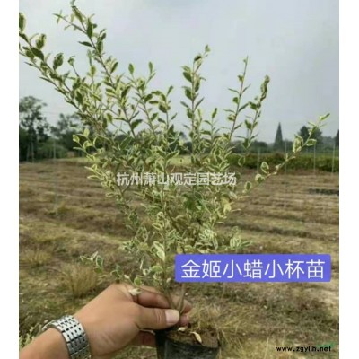 紅葉花桃D5一D12cm行情報價/紅葉花桃D5一D12cm