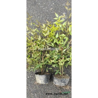 小葉扶芳藤報價/浙江小葉扶芳藤報價
