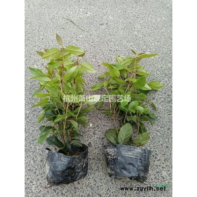 水生植物水生美人蕉、黃花菖蒲、黑三菱