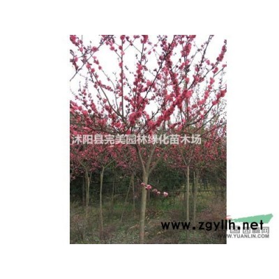 供應香蒲苗木