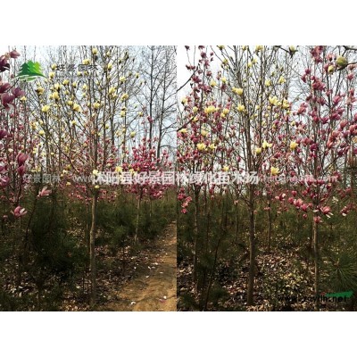 金鑲玉竹價格_金鑲玉竹圖片_金鑲玉竹綠化苗木苗圃基地