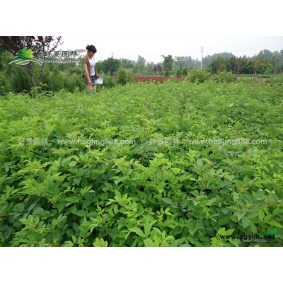 茶梅球價格_茶梅球圖片_茶梅球產地_茶梅球苗圃基地