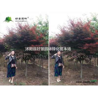 水蠟燭價格_水蠟燭圖片_水蠟燭產地_水蠟燭基地