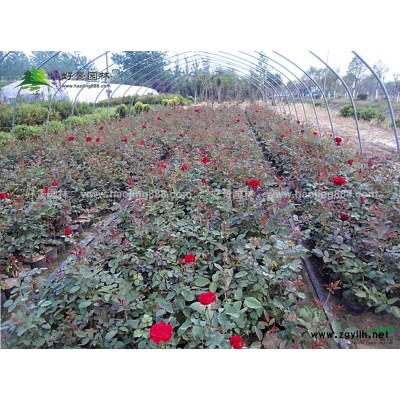 荷花價(jià)格_荷花圖片_荷花產(chǎn)地_荷花基地